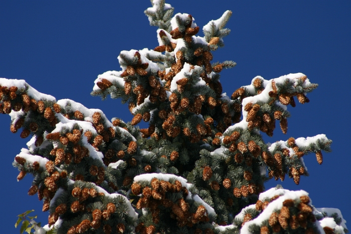 Vignes neige Chardonne - 047